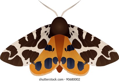 Collection of butterflies: Arctia caja Garden tiger