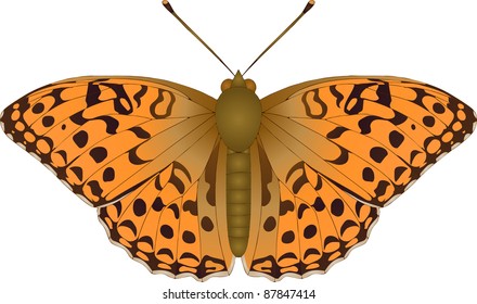 Collection of butterflies: Argynnis adippe High Brown Fritillary