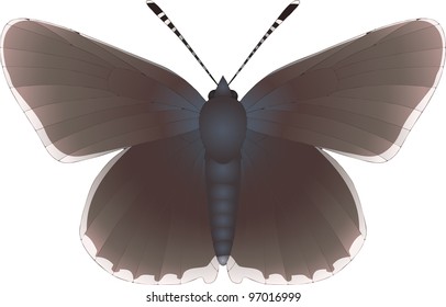 Collection of butterflies: Aricia eumedon Geranium Argus