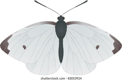 Collection of butterflies: Artogeia rapae Small White