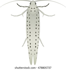 Collection of butterflies: bird-cherry ermine Yponomeuta evonymella