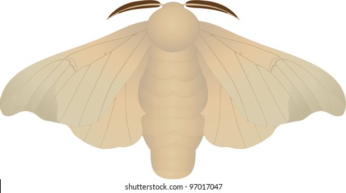 Collection of butterflies: Bombyx mori Silkworm