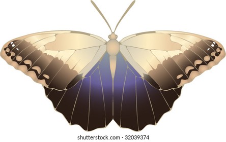 Collection of butterflies: Caligo memnon