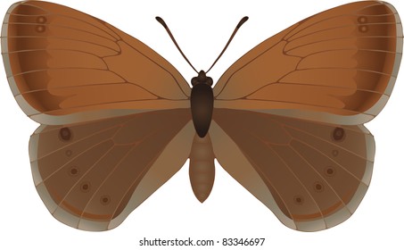 Collection of butterflies: Coenonympha glycerion Chestnut Heath