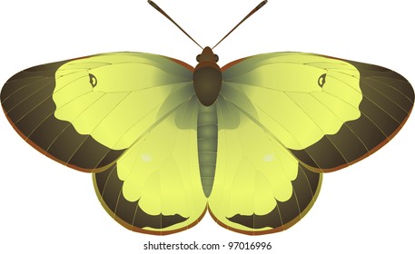 Collection of butterflies: Colias palaeno Palaeno Sulphur