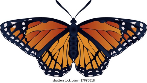 Collection of butterflies: Danaus plexippus