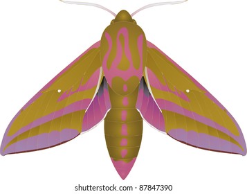 Collection of butterflies: Deilephila elpenor Elephant Hawk-moth