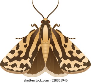Collection of butterflies: Emmelia trabealis Spotted Sulphur