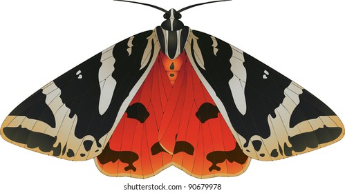 Collection of butterflies: Euphlagia quadripunctaria Jersey Tiger