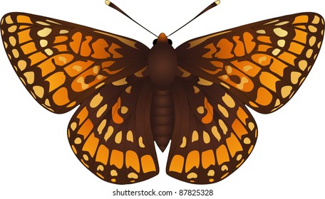 Collection of butterflies: Euphydryas maturna / Hypodryas maturna Scarce Fritillary