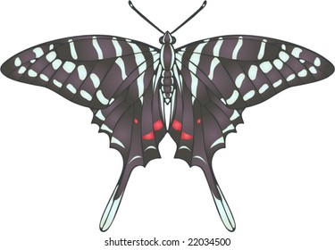 Collection of butterflies: Graphium colonna
