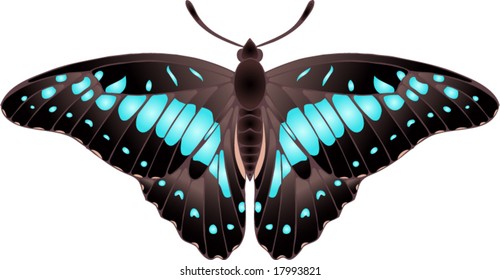 Collection of butterflies: Graphium Doson