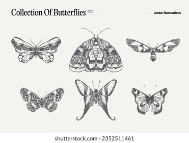 Collection of butterflies, hand drawn vector illustration, realistic drawing, sketch