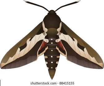 Collection of butterflies: Hyles gallii Bedstraw Hawk-Moth or Gallium Sphinx