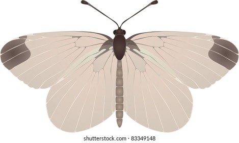 Collection of butterflies: Leptidea sinapis Wood White