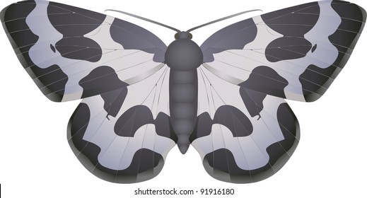 Collection of butterflies: Lomaspilis marginata Clouded Border