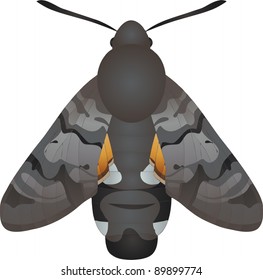 Collection of butterflies: Macroglossum stellatarum Hummingbird Hawk-moth