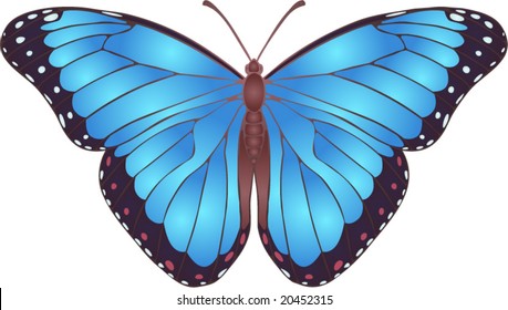 Collection of butterflies: Morpho Peleides