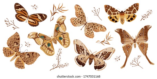 A collection of butterflies and moths painted in brown. The moth is a mystical symbol and talisman. Stock vector illustration isolated on white background.