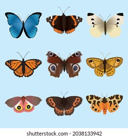 A collection of butterflies and moths. There is a Morpho menelaus a Vanessa atalanta an Arran brown a small white, a viceroy, an European peacock, A wall brown, a garden Tiger moth and an io moth
