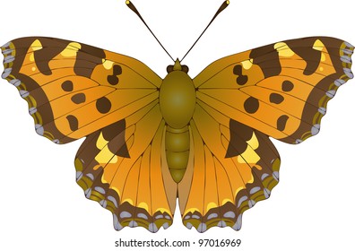 Collection of butterflies: Nymphalis polychloros Large Tortoiseshell