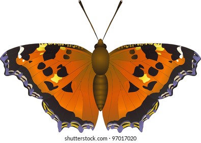 Collection of butterflies: Nymphalis xanthomelas Scarce Tortoiseshell