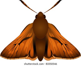 Collection of butterflies: Ochlodes venata Large Skipper