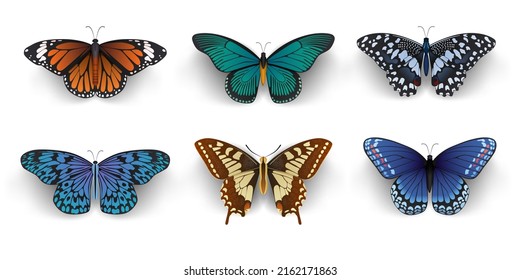 collection of butterflies on white background.