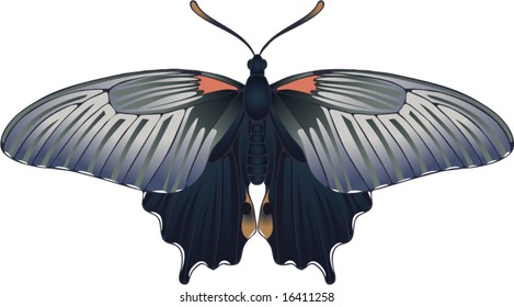 Collection of butterflies: Papilio memnon