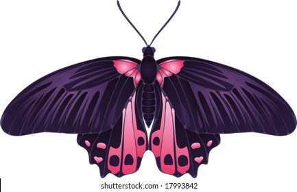 Collection of butterflies: Papilio rumanzovia