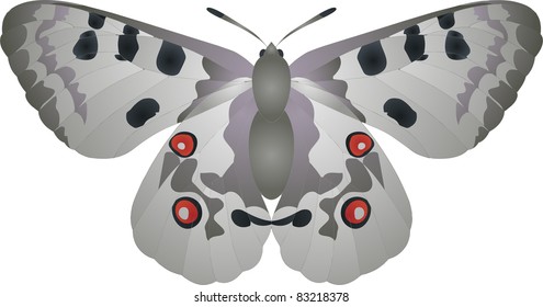 Collection of butterflies: Parnassius apollo Apollo