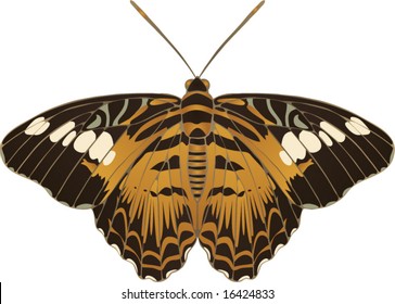 Collection of butterflies: Parthenos silvia