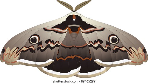 Collection of butterflies: Saturnia pyri Giant Peacock Moth