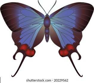 Collection of butterflies: Thecla Coronata