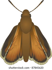 Collection of butterflies: Thymelicus lineola Essex Skipper