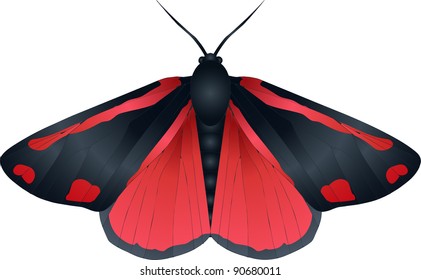 Collection of butterflies: Tyria jacobaeae Cinnabar moth
