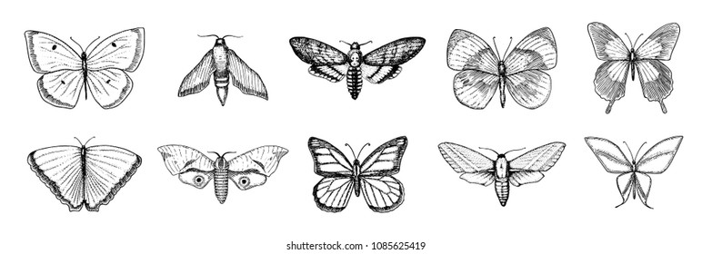 Collection of butterfly or wild moths insects. Mystical symbol or entomological of freedom. Engraved hand drawn vintage sketch for wedding card or logo. Vector illustration. Arthropod animals.