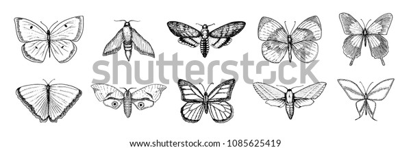 蝶や野虫のコレクション 神秘的な象徴 または自由の昆虫学的な象徴 ウエディングカードまたはロゴ用の手描きのビンテージスケッチ ベクターイラスト 節足動物 のベクター画像素材 ロイヤリティフリー