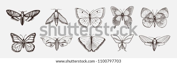 蝶や野虫のコレクション 神秘的な象徴 または自由の昆虫学的な象徴 ウエディングカードまたはロゴ用の手描きのビンテージスケッチ ベクターイラスト 節足動物 のベクター画像素材 ロイヤリティフリー