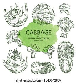 Collection of cabbage: broccoli, chinese cabbage, kohlrabi and cauliflower. Vector hand drawn illustration. 