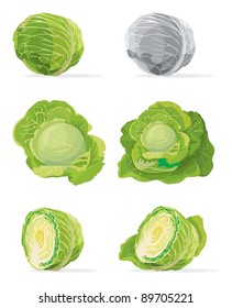 Collection of cabbage, vector