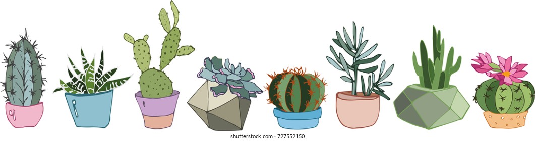 Collection of cacti and succulents in modern pots