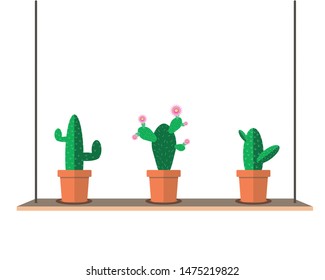 Collection of cactus in flower pot on shelves.