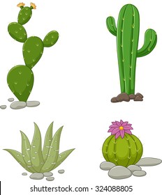 Collection of cactus illustration