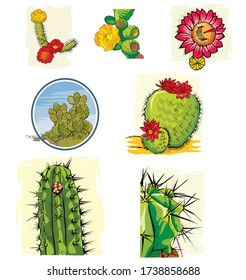 Collection of cactus plants vector 