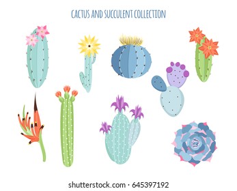 Collection of cactuses and succulents in vector.