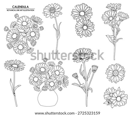 Collection of calendula flowers, hand drawn botanical line drawing, vector floral line art illustration for wedding, logo, advertising, packaging