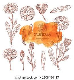 Collection of calendula: calendula plant, leaves and calendula bud and flowers. Cosmetics and medical plant. ector hand drawn illustration.
