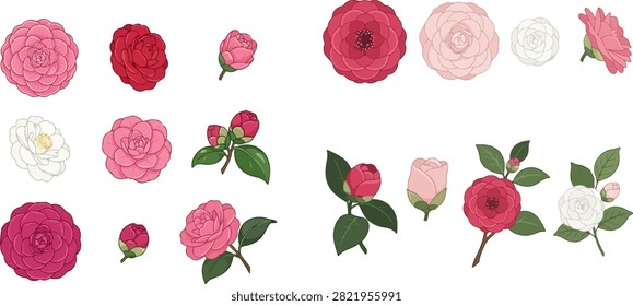 A collection camellia flowers