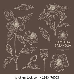 Collection of camellia sasanqua: leaves, camellia sasanqua flowers and bud. Cosmetic, perfumery and medical plant. Vector hand drawn illustration